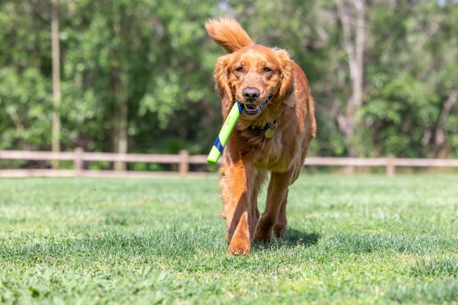 CHUCKİT! SNİFF FETCH KOKULU KÖPEK OYUNCAĞI (FISTIK EZMESİ AROMALI)